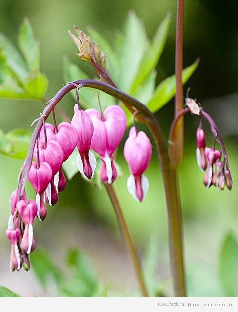 �������� ������������ ��� ��������� �������� ������� ������������ � �����������, � � �������� ������ ... - 3