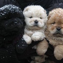 ���� ������, ����������, 52 ���� - ��������� 1 �������� 2015