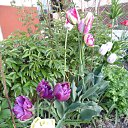 ���� ���������, ����� - ��������� 10 ��� 2015 � ������ ���� ��������� ������