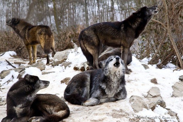  The Wolf Sanctuary of Pennsylvania      . ... - 3