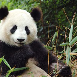 Oleg, , 55 