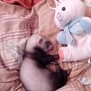 ���� �������, ��������, 52 ���� - ��������� 7 ���� 2015 � ������ ���� ����������