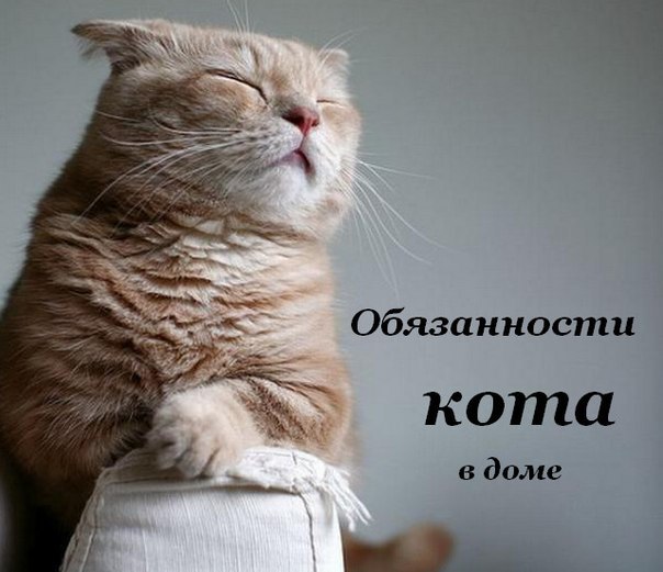 Обязанности кота по дому.1. Кот должен защищать человека от комнатных растений.2. Кот постоянно ...