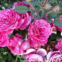 ���� �������, ���������� - ��������� 7 �������� 2015 � ������ ������ ��������