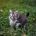 ���� ��� ��������� �������� �������! 
���������� �����, ��
������� 1-1,5 ������, ��������, �� ���� ����������, ����� �������� �������� �������, ����� � �������, ������ ��������������, � ����� ������� � ��������, �������� ��������. � ��� ������ ���������� �� ���������! �������� �������� ����������! 
��� ������ � ����-��������? ������������! ������� ������ ����, ����� ������ ��� (��� ��������� ����������)!!!

�� ��������: 89057864108 ������ https://vk.com/id57081128 
������ ����: https://vk.com/al �� ������� ���������