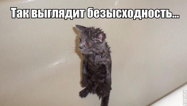 Без кота и жизнь не та - 20 августа 2015 в 18:13