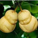 ���� �e� �, ������, 55 ��� - ��������� 12 ���� 2015 � ������ ���� ������