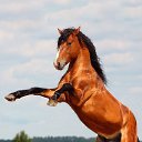 ���� Vladimip, �����������, 60 ��� - ��������� 29 ���� 2015 � ������ ������ ��������
