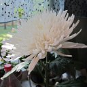 ���� �����, ����� - ��������� 16 ������� 2015 � ������ ������ ��������