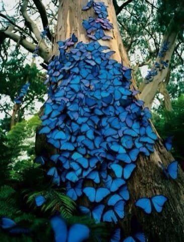   Morpho.   -    .