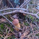  , , 61  -  2  2015   1  2013    ()