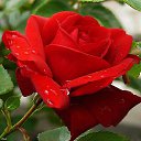 ���� **Markiza*c*250*, ����� - ��������� 17 ���� 2015 � ������ �**************�