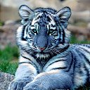 ���� A1703, �����-���������, 45 ��� - ��������� 16 �������� 2015 � ������ ���� ����������