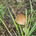 ���� ������, �������, 41 ��� - ��������� 12 ���� 2015 � ������ ����� �����