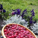 ���� ������, �����������, 38 ��� - ��������� 17 �������� 2015 � ������ ���� ����������