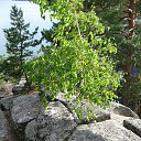 ���� ������, ����-�����������, 57 ��� - ��������� 19 �������� 2015 � ������ ������� 15�.�