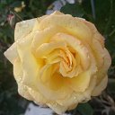 ���� Selo, �����, 49 ��� - ��������� 20 �������� 2015 � ������ ���� ����������