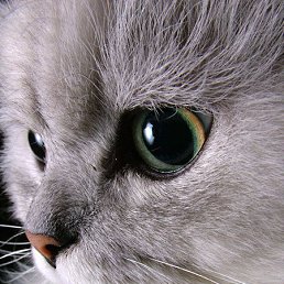 �����, ���������, 43 ����