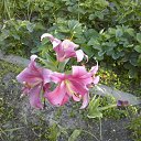 ���� �������, ������, 52 ���� - ��������� 30 ���� 2015 � ������ ���� ����������