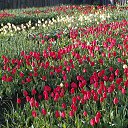 ���� �������, ����-����������� - ��������� 5 ��� 2015 � ������ ������ ��������