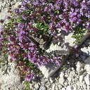 ���� ������, ��� - ��������� 13 ���� 2015 � ������ ������ ��������