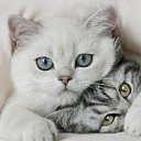 ���� Sabrina, ����, 70 ��� - ��������� 20 ������� 2015