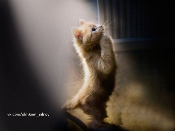 Начните благодарить Бога за то, что у вас есть, и Он даст вам то, чего вам не хватает.