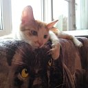 ���� ���������, �����, 51 ��� - ��������� 18 ���� 2015 � ������ ���