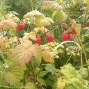 ���� 555gnom, �����-���������, 42 ���� - ��������� 8 �������� 2015 � ������ ���� ����������