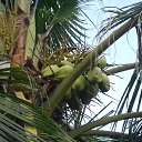    -  ,  -  23  2015    2014.  Lawana.  11-. (2 )