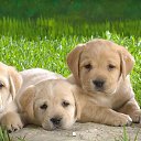 ���� ������ �������, �������, 67 ��� - ��������� 8 ���� 2015 � ������ ������ ����� � ���� .�