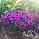 ���� Lubov, ������, 79 ��� - ��������� 28 ���� 2015 � ������ �������