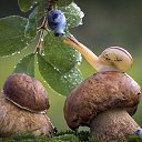 ���� Vikont, �����, 56 ��� - ��������� 20 ���� 2015 � ������ �������