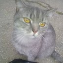 ���� �����, �����������, 45 ��� - ��������� 18 ��� 2015 � ������ ������ ��������