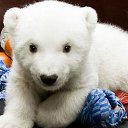 ���� �����, �����-��������� - ��������� 18 ���� 2015 � ������ ���� ����������