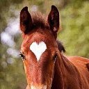 ���� ��������, ��������, 73 ���� - ��������� 2 ������� 2015 � ������ ������������ �������