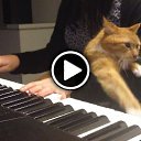   ))  !!!, , 70  -  21  2015    