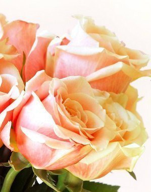 Роза рождается розой, она не превратится в другой цветок, если посадить её в другой горшок и ... - 6