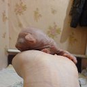 ���� �����, �������, 46 ��� - ��������� 31 ���� 2015 � ������ ���� ����������