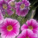 ���� ������, �����������, 71 ��� - ��������� 27 ���� 2015 � ������ ���� ����������