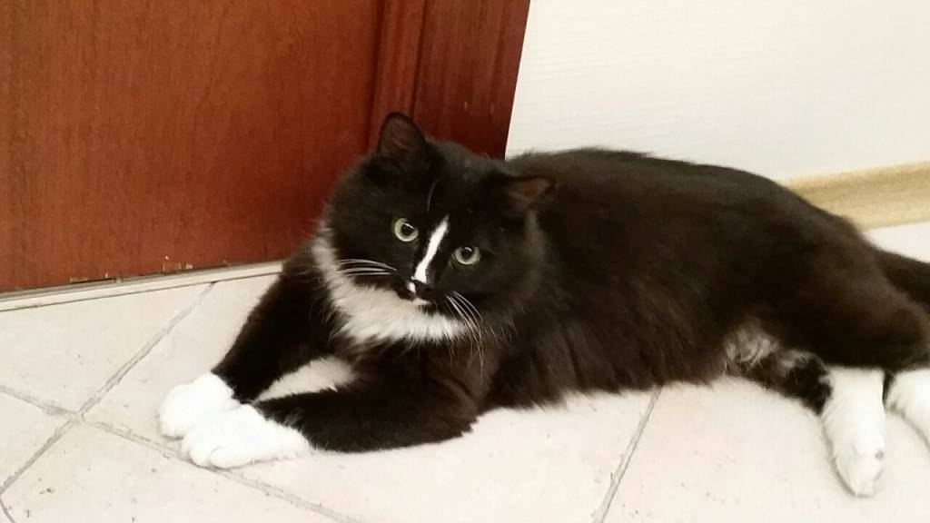 Черные коты с белыми лапами. Черные коты с белыми лапами. Черные коты с белыми лапами. Бомбейская кошка с белой грудкой. Черный кот с белыми лапками.