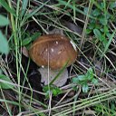 ���� ������, �������, 41 ��� - ��������� 12 ���� 2015 � ������ ����� �����