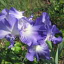 ���� Olga, ������, 78 ��� - ��������� 29 ������� 2015 � ������ ������ ��������