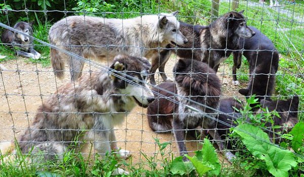  The Wolf Sanctuary of Pennsylvania      . ... - 5