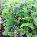 ���� Lubov, ������, 79 ��� - ��������� 28 ���� 2015 � ������ ���� ���