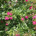 ���� ?Rjo, ������-����, 63 ���� - ��������� 25 ���� 2015 � ������ ���� ����������