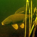 ���� ��������, ������, 44 ���� - ��������� 1 ��� 2015 � ������ �������