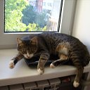 ���� �� ������� �����