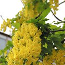 ���� ������, ������������, 51 ��� - ��������� 2 ��� 2015 � ������ �������