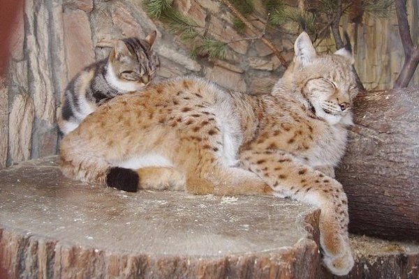 Рысь Линда и кошка Дуся — это самые настоящие друзья из зоопарка в Санкт-Петербурге - 5